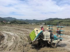 舒城县河棚镇:机插秧帮力水稻出产 跑出粮食稳 舒城县河棚镇:机插秧帮力水稻出产 跑出粮食稳