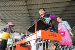桂林灵川:从“靠经验”到“靠科技” 机械化育 桂林灵川:从“靠经验”到“靠科技” 机械化育