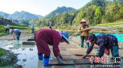 贵州沿河：水稻育秧机械化 省时省力效率高